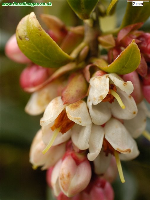 Vaccinium vitis-idaea