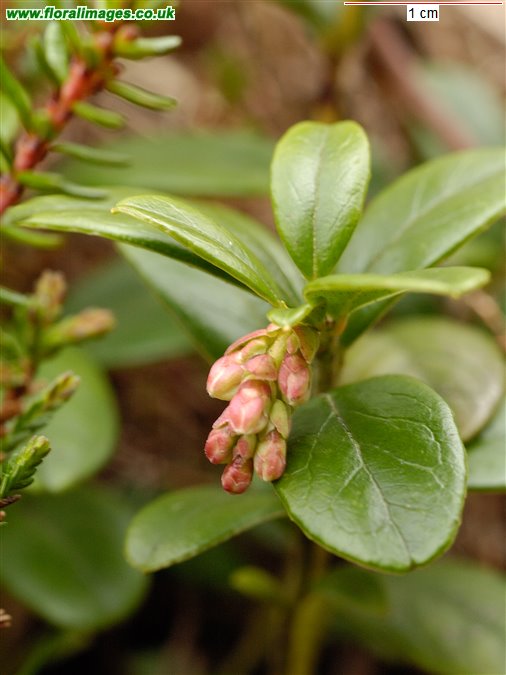 Vaccinium vitis-idaea