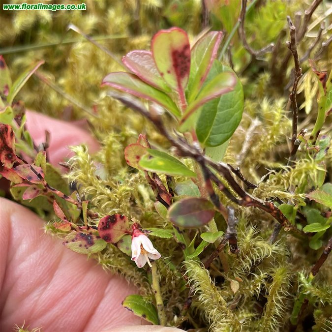 Vaccinium vitis-idaea