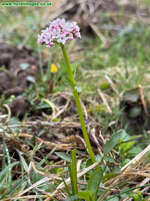 Valeriana dioica