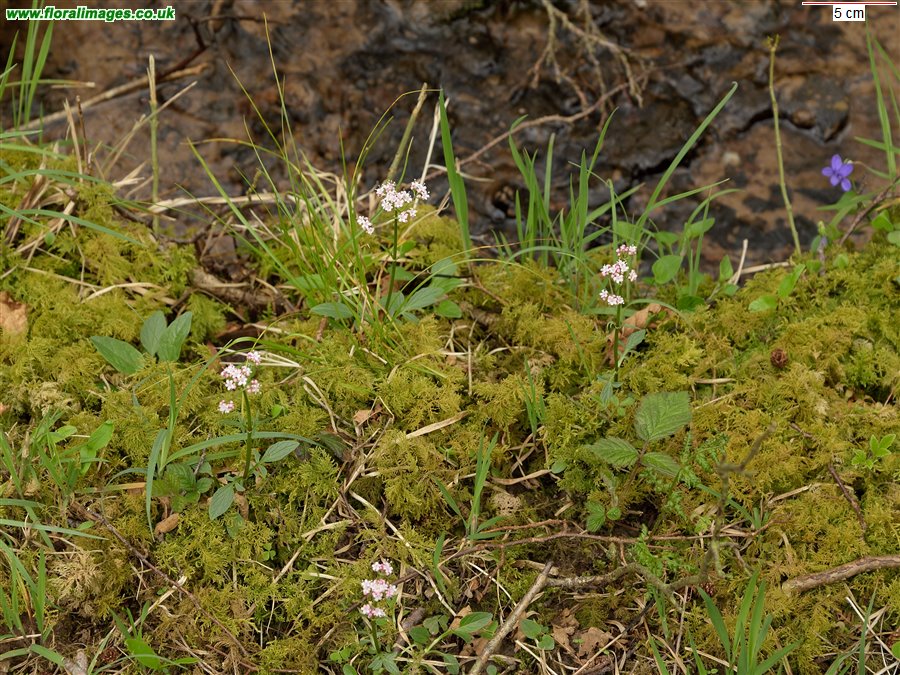 Valeriana dioica