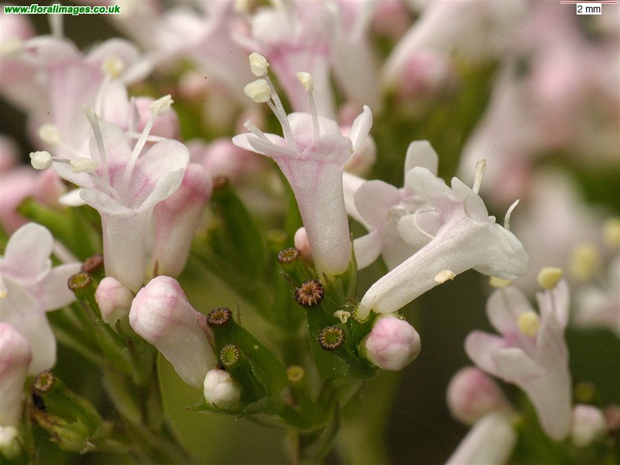 Valeriana officinalis