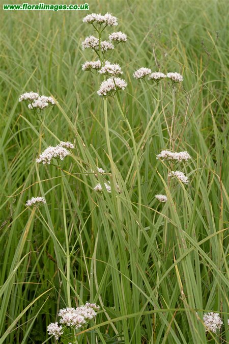 Valeriana officinalis