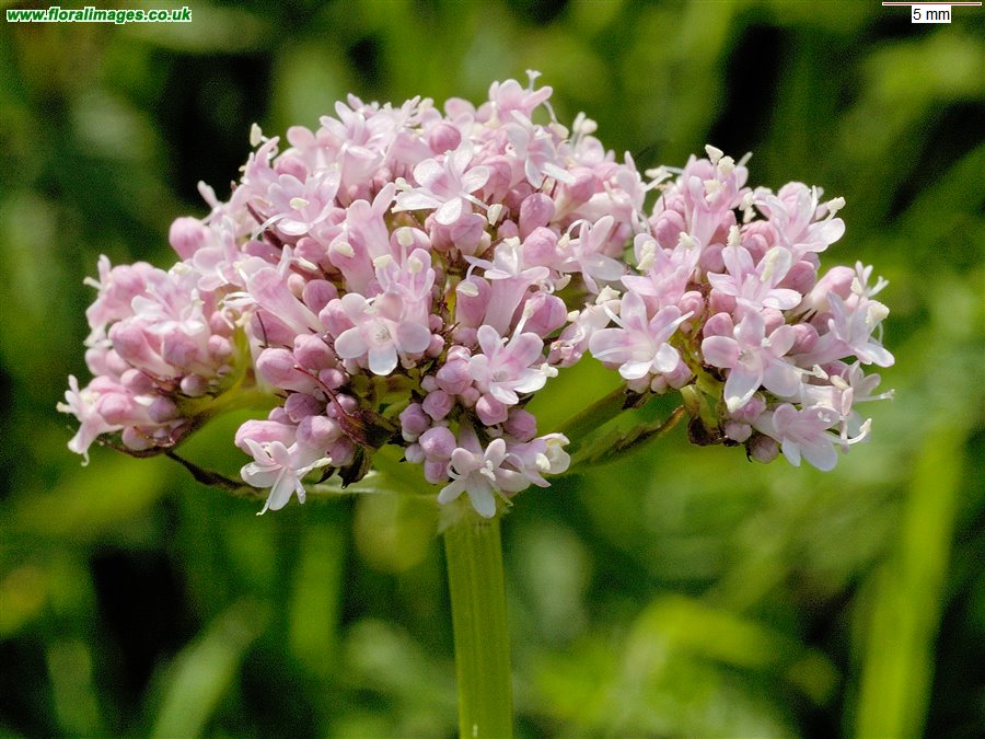 Valeriana officinalis