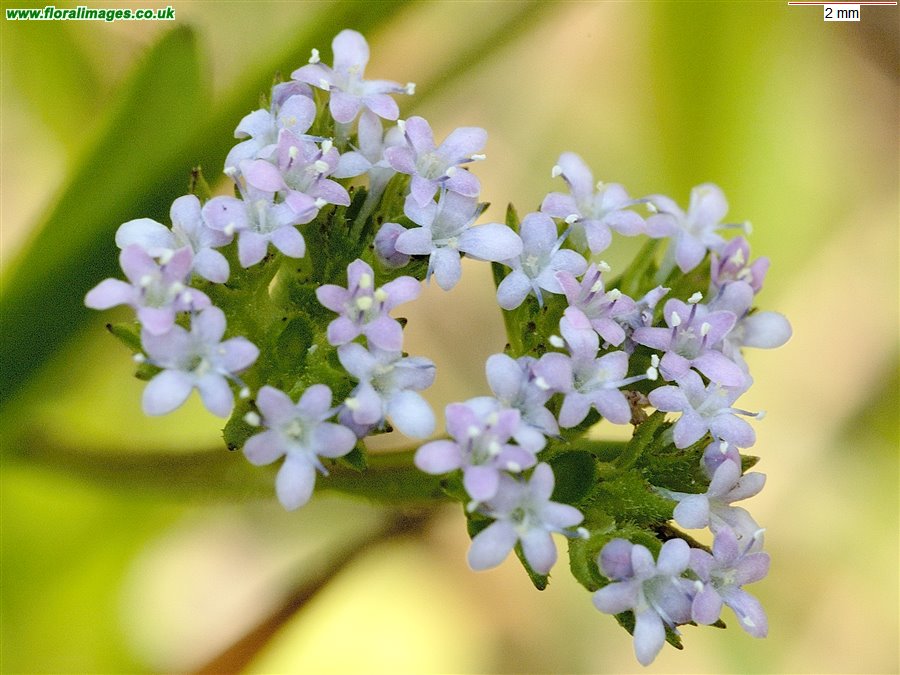 Valerianella eriocarpa