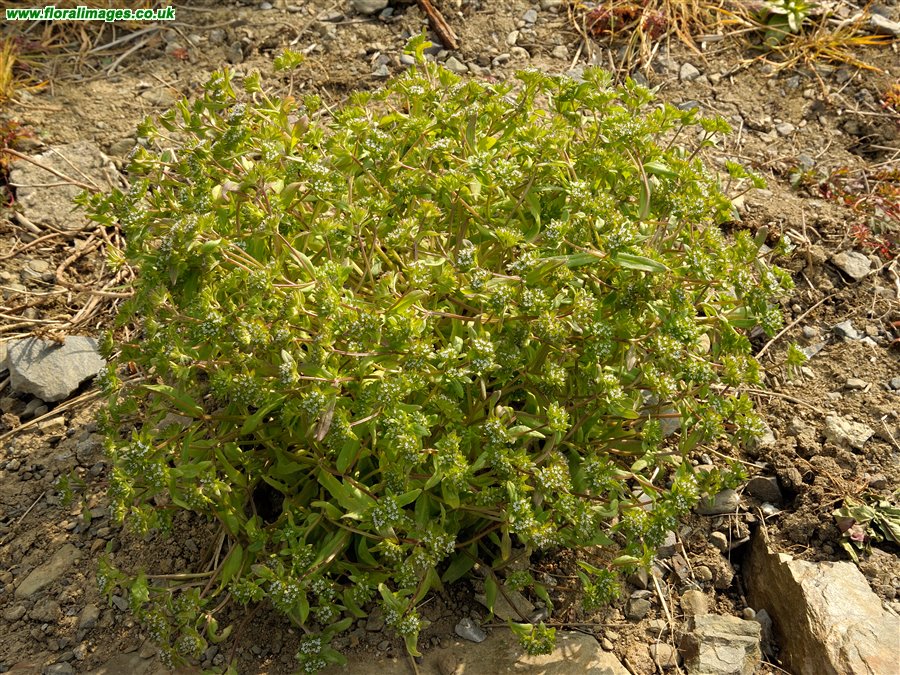 Valerianella locusta