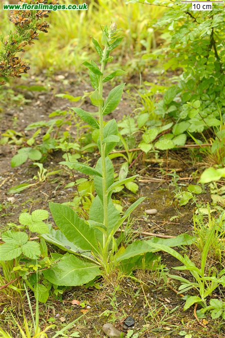 Verbascum lychnitis