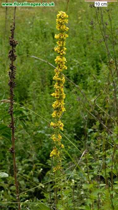 Verbascum nigrum