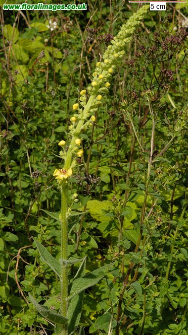 Verbascum nigrum