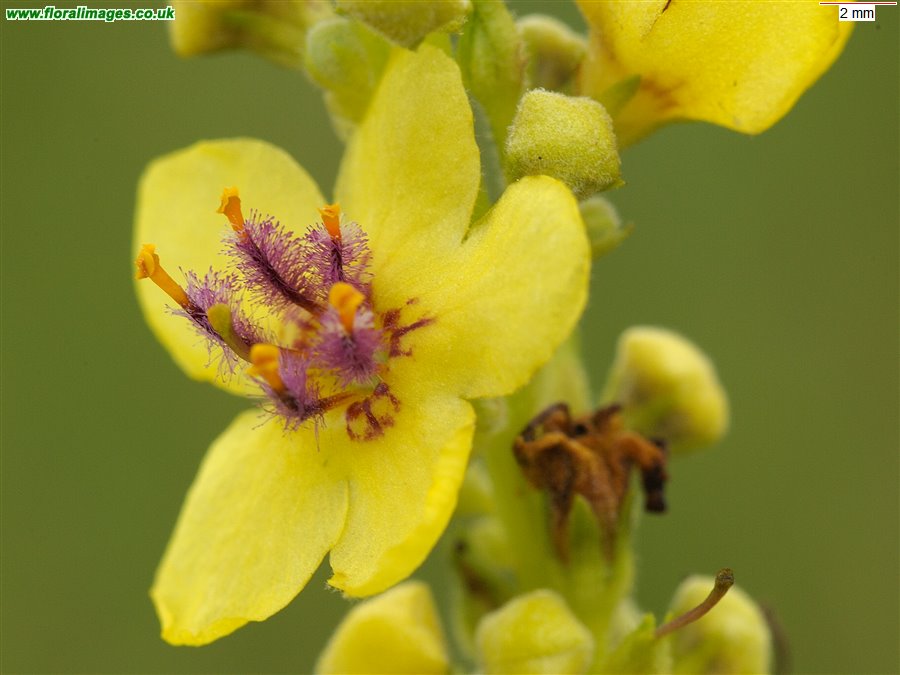 Verbascum nigrum