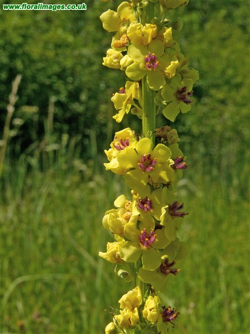 Verbascum nigrum