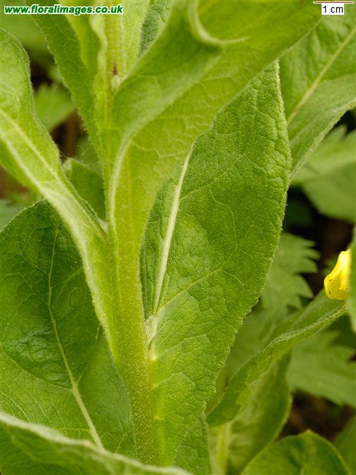 Verbascum thapsus