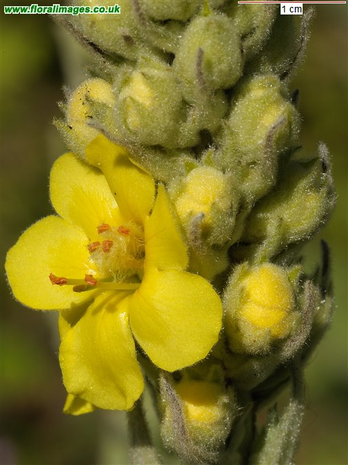 Verbascum thapsus