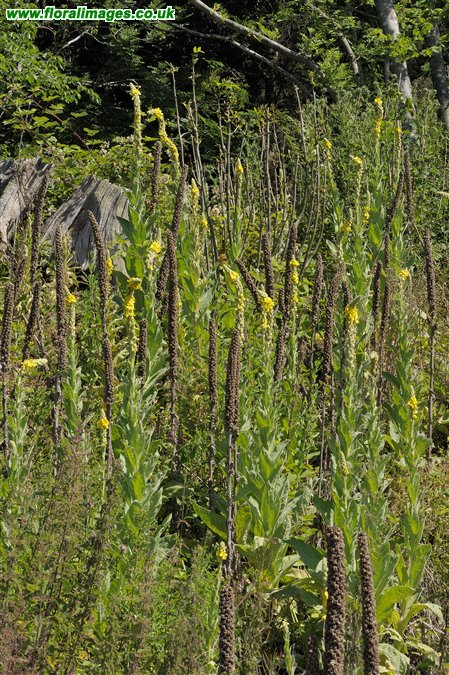 Verbascum thapsus