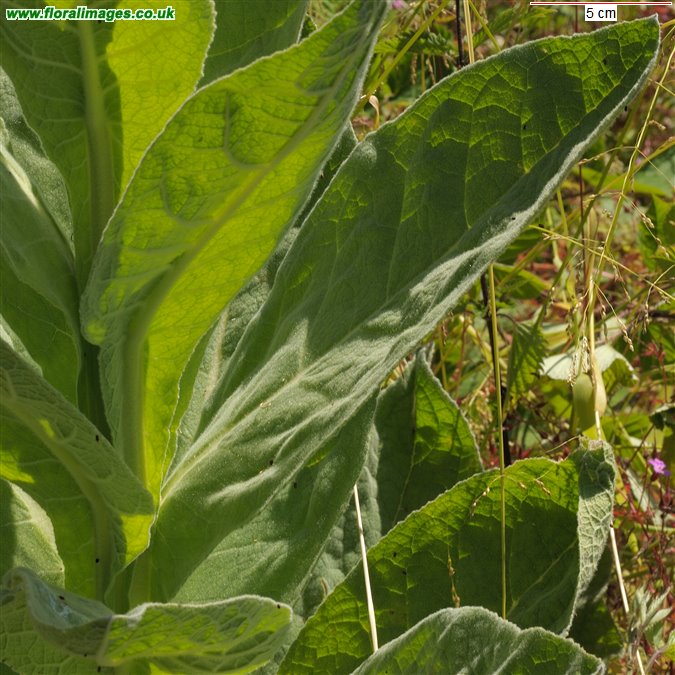 Verbascum thapsus