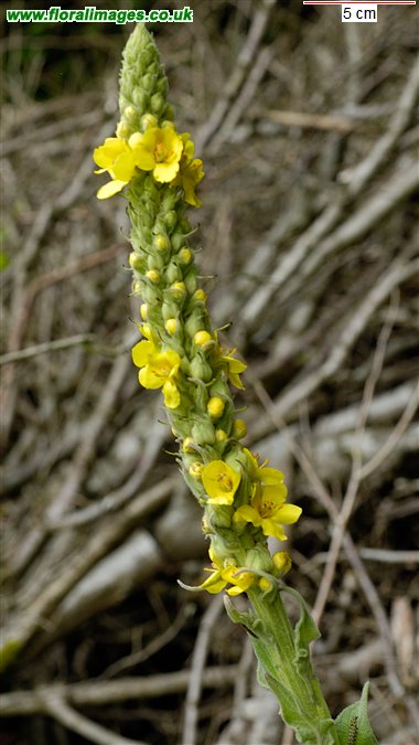 Verbascum thapsus