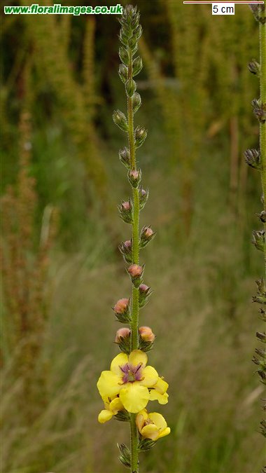 Verbascum virgatum