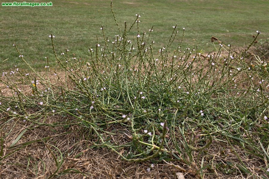 Verbena officinalis