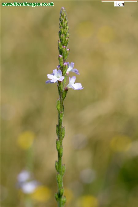 Verbena officinalis