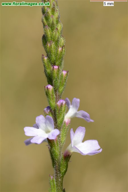 Verbena officinalis