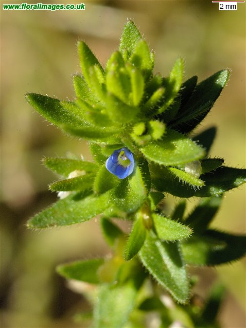 Veronica arvensis