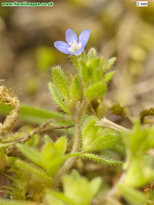 Veronica arvensis
