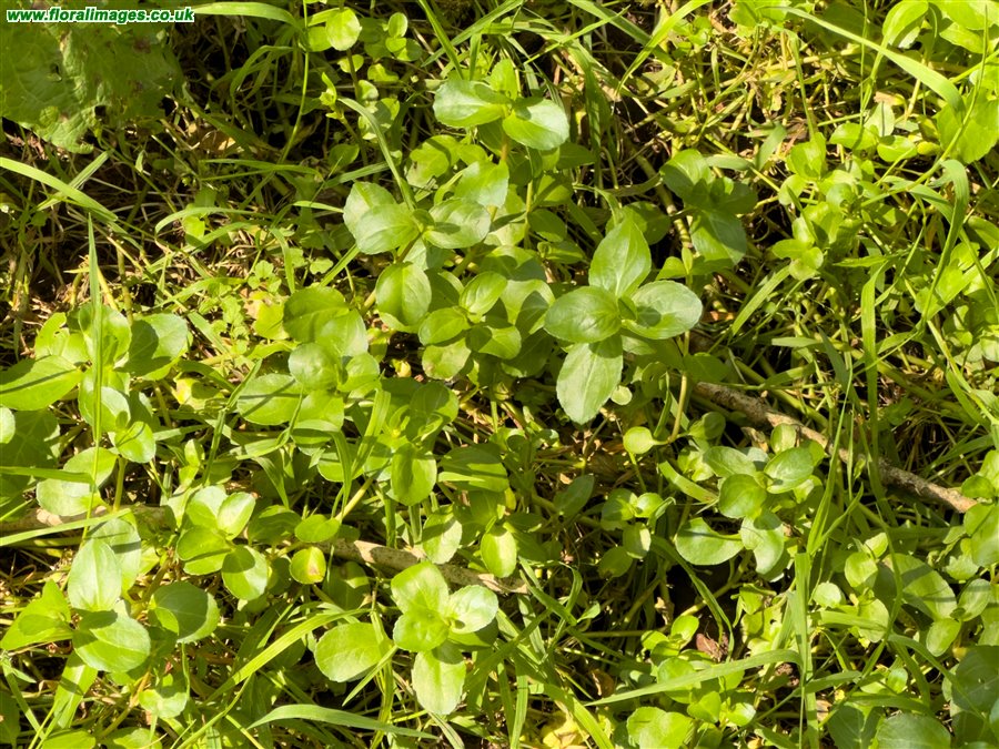Veronica beccabunga