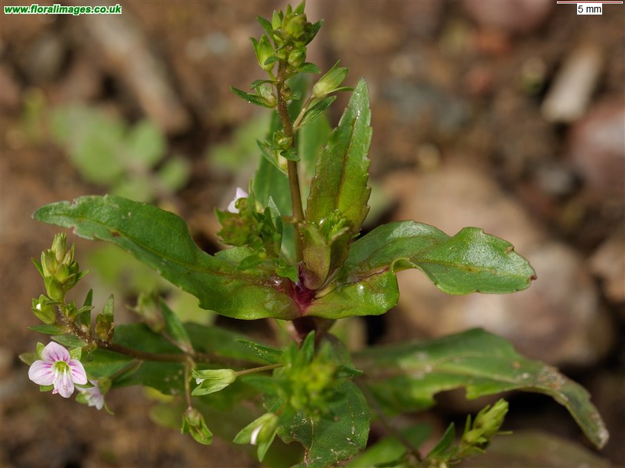 Veronica catenata