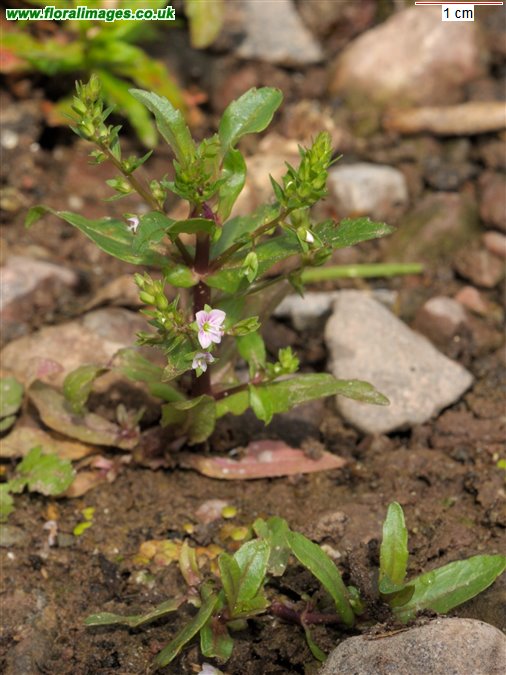 Veronica catenata