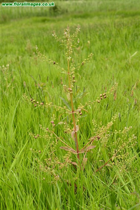 Veronica catenata