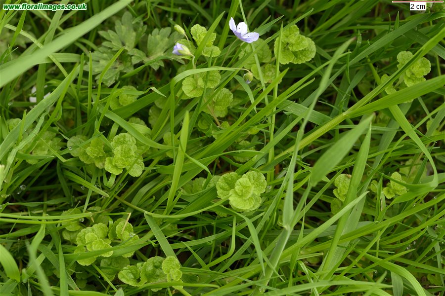 Veronica filiformis