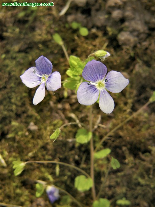 Veronica filiformis