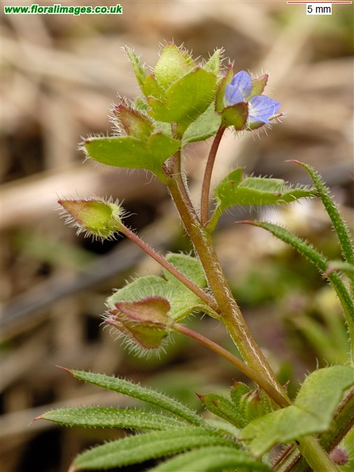 Veronica hederifolia