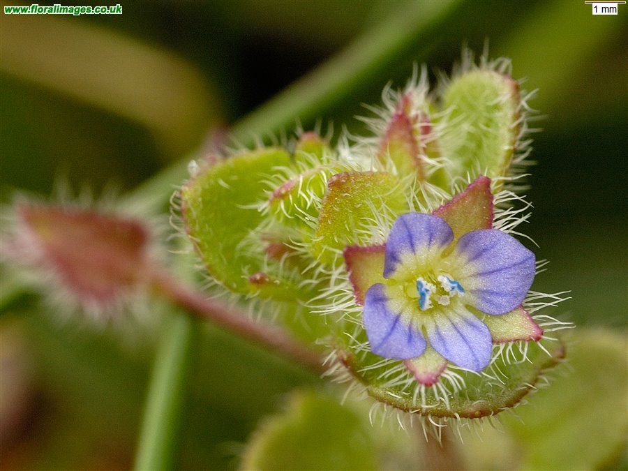 Veronica hederifolia