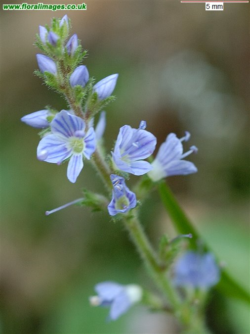 Veronica officinalis