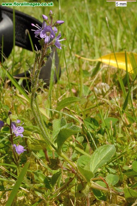 Veronica officinalis