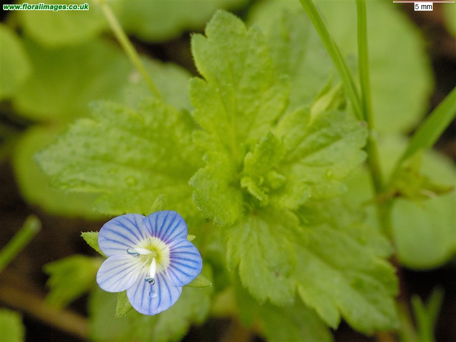 Veronica persica