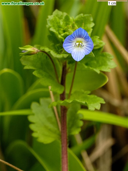 Veronica persica