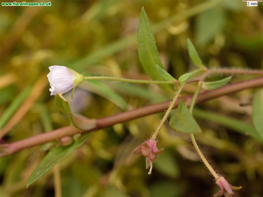 Veronica scutellata