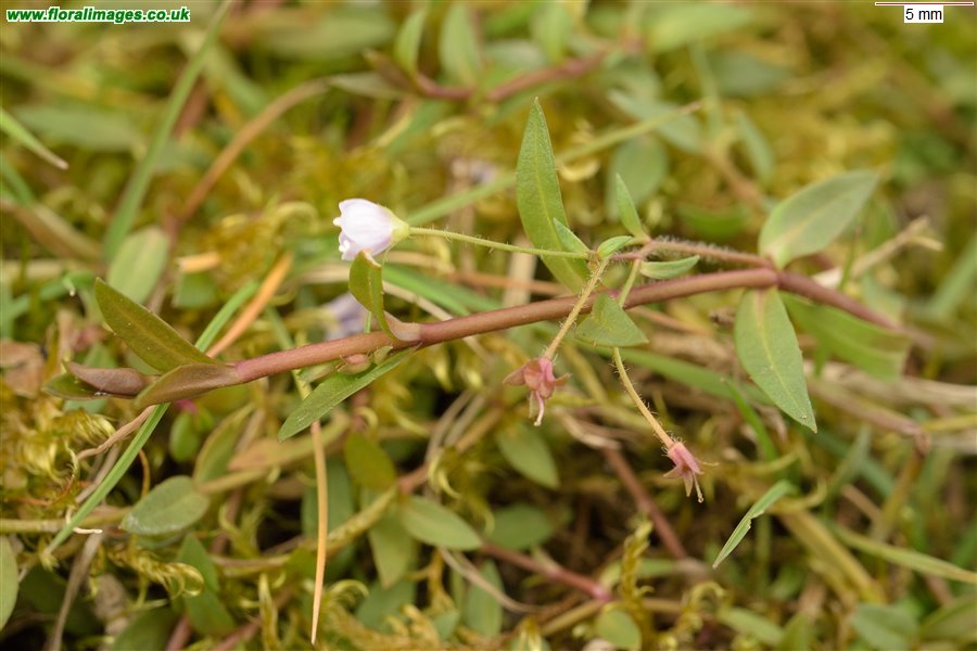 Veronica scutellata