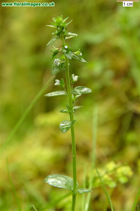 Veronica serpyllifolia