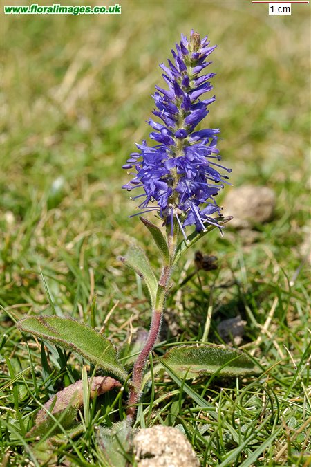 Veronica spicata