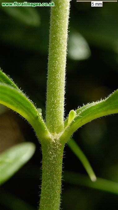 Veronica spicata
