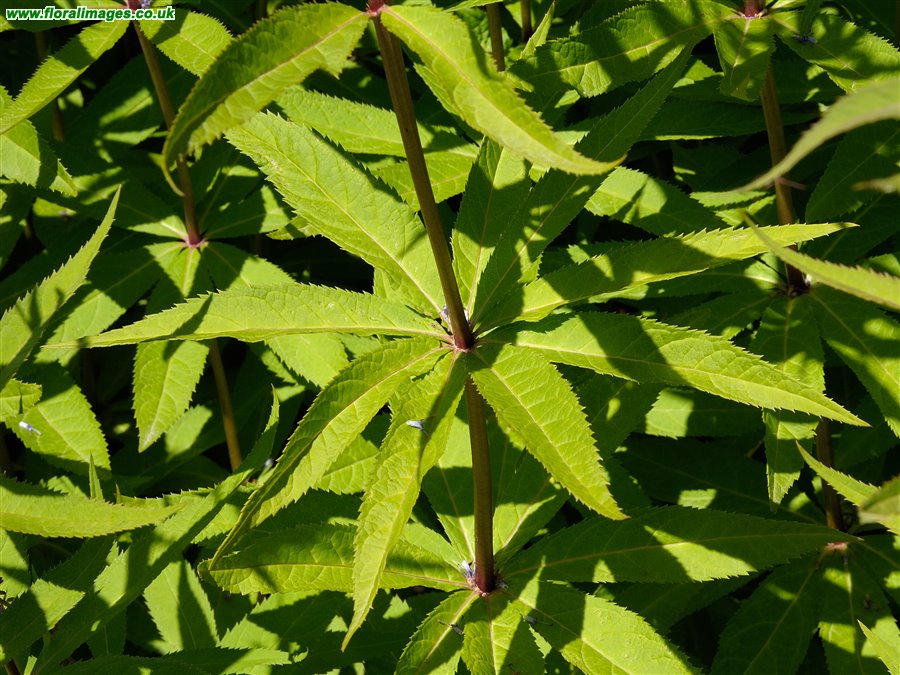 Veronicastrum