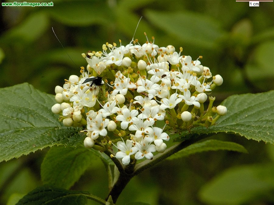 Viburnum lantana
