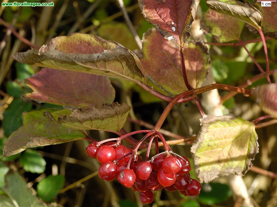 Viburnum opulus
