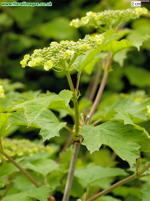Viburnum opulus