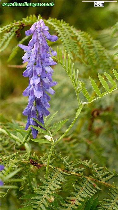 Vicia cracca