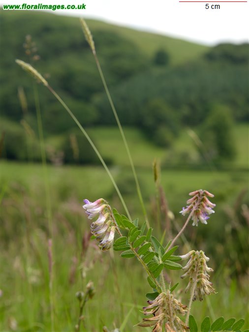 Vicia orobus