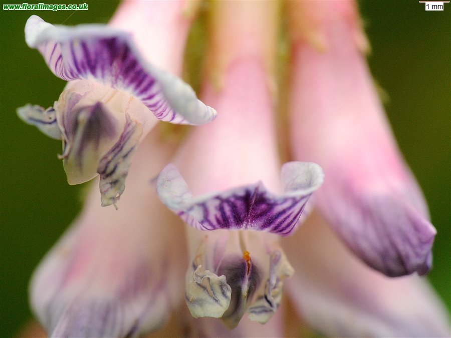 Vicia orobus